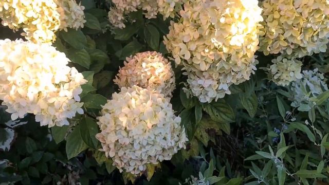 Метельчатые гортензии 2 сентября 2022, Цветущие 20 сортов . Сравнение и лучшие сорта. смотреть онлайн