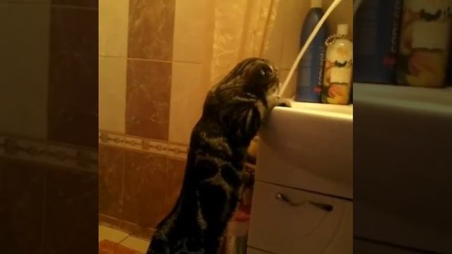 Наш 6 месячный богатырь весом 4,2 кг котенок Рич чтобы просто попить воды,не ищет легких путей!?? смотреть онлайн