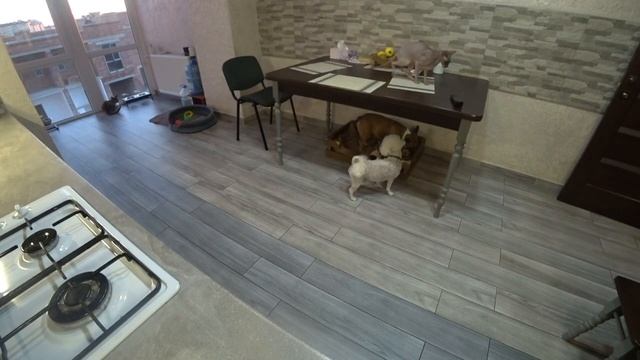 ЖИЗНЬ ДОМАШНИХ ЖИВОТНЫХ НА СКРЫТУЮ КАМЕРУ! Установили 3 камеры! смотреть онлайн