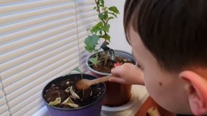 Как вырастить гриб трюфель,  старинный метод 1868 года. Приглашение на курс "Трюфельный Бизнес"