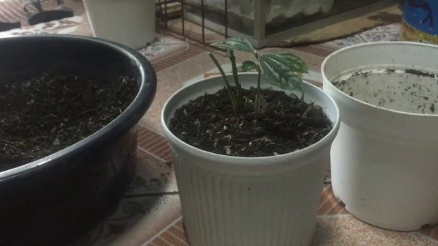 PAANO MAGPROPAGATE NG ALUMINUM PLANT? || HOW TO PROPAGATE PILEA CADIEREI? || Niño De Mesa смотреть онлайн
