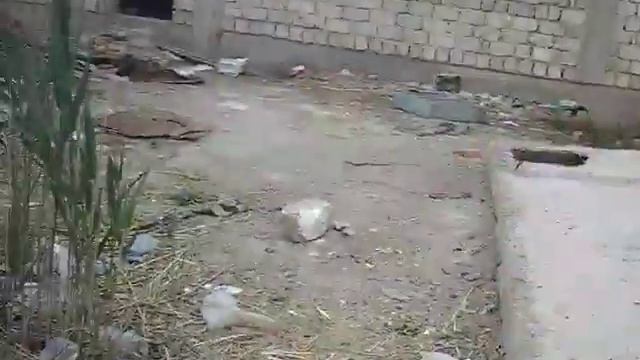 Влог #2. Кто есть в заброшке. смотреть онлайн