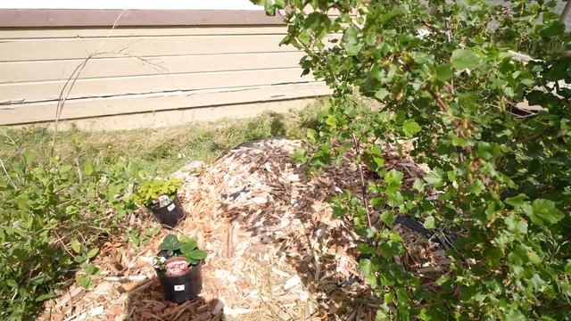 New Rare Fruit Additions to my Garden! смотреть онлайн