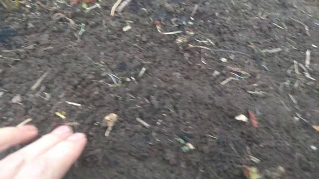 Промежуточные итоги зимней посадки клубники Кабрило смотреть онлайн