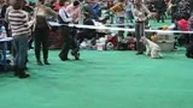 Чемпионат Спаниель - Клуба 2010 смотреть онлайн