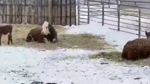 Герефордская порода КРС. Коровы и Тёлочки Герефорды.МЭЦ.