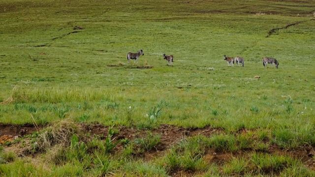 ZEBRA SAVANNA SUNSHINE смотреть онлайн