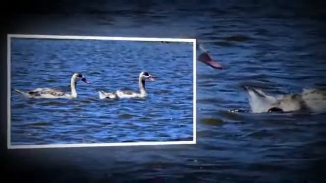 Aves La Rioja. Argentina. Coscoroba - Coscoroba coscoroba - смотреть онлайн