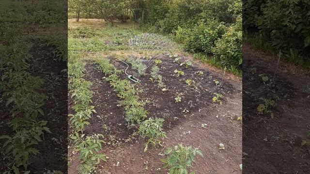 дождеватель для полива смотреть онлайн