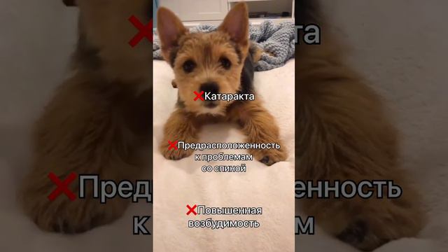 Возможные проблемы со здоровьем у норвич терьеров #норвич смотреть онлайн