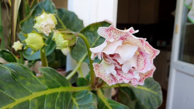 Метаморфозы Глоксинии Люсия смотреть онлайн