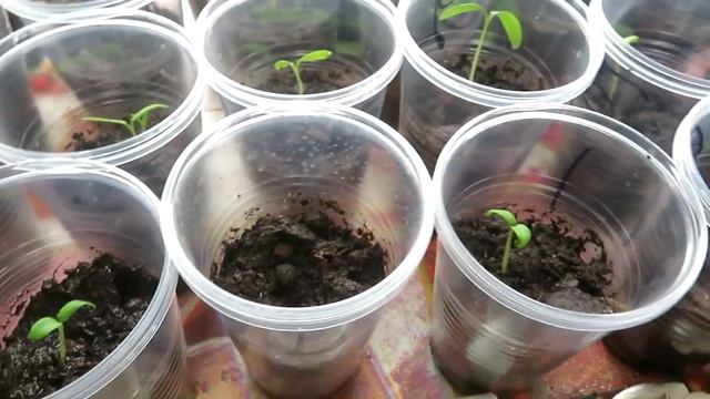 #35 Посадил картошку 31 марта.Эксперимент. смотреть онлайн