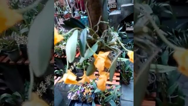 Muda Orquídea Dendrobium jenkinsii Wallich Adulta смотреть онлайн