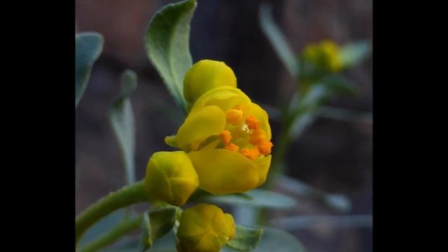 КЛАДАНТУС (CLADANTHUS) сем. Сложноцветные смотреть онлайн