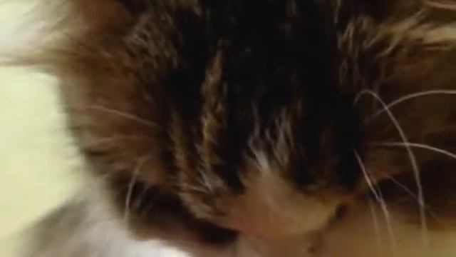 кот смешно чихает смотреть онлайн