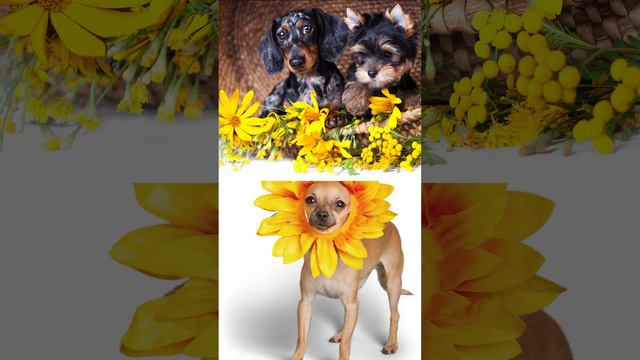 🐾 This or That Dog Challenge! 🐶 #choose #subscribe #thisorthat #fyp #pets #kids #dogs #funny #safe смотреть онлайн