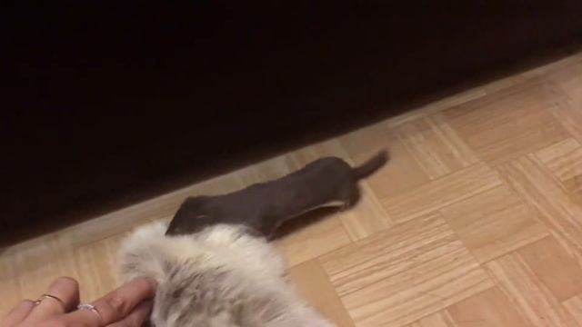 Лабазник (ласка) и кусочек меха. смотреть онлайн