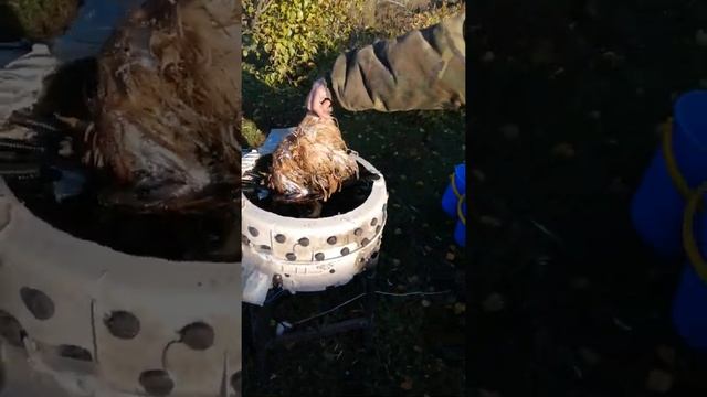 Ощипывание куриц в домашних условиях. смотреть онлайн