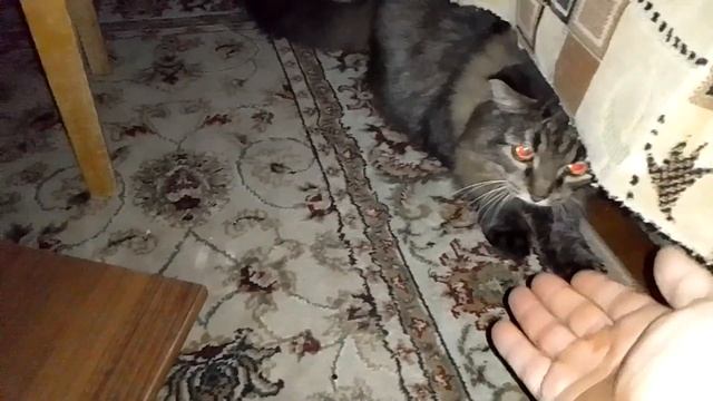 Кот Марс. Позвал ночью играть в ладошки.