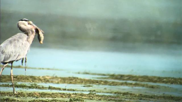 Цапля сожрала карпа прямо у нас на глазах! смотреть онлайн