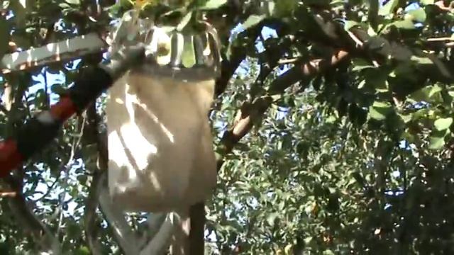 Плодосборник ручной, садовый. смотреть онлайн