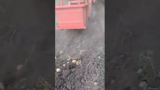 Картофелекопалка навесная однорядная КН-1 в работе смотреть онлайн