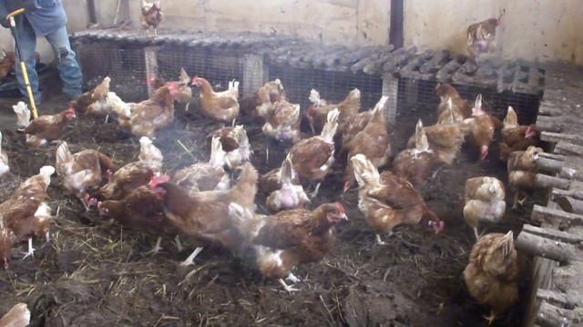 Курятник-   НАПОЛЬНОЕ СОДЕРЖАНИЕ 200 шт НЕСУШЕК