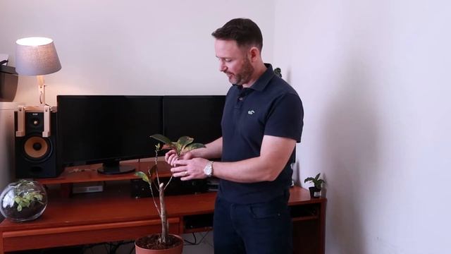 Croton Rescue ~ Care Guide - Codiaeum Mrs Iceton