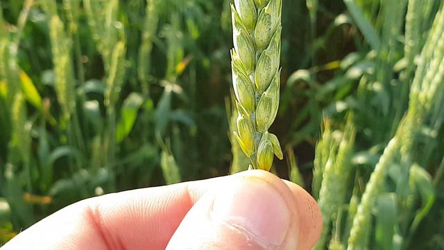 озимая пшеница от DSV Камбин против нашей Подолянки, всё таки выстоял весенние заморозки. смотреть онлайн