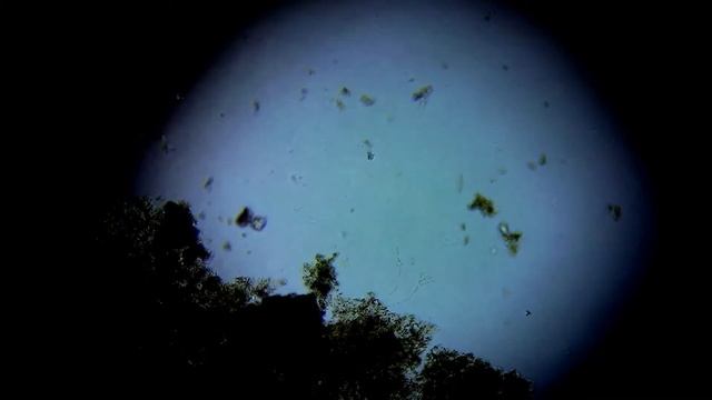 Зелёное плесневение (Penicillium viridicatum) смотреть онлайн