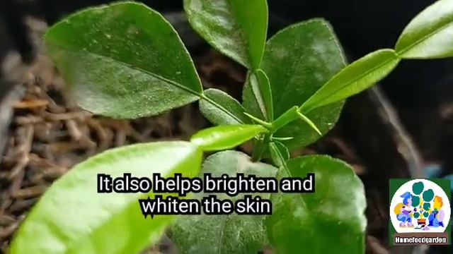 KAFFIR LIME LEAVES USES || Citrus Hystrix || THAI LIME LEAVES BENEFITS & USES || Homefoodgarden смотреть онлайн