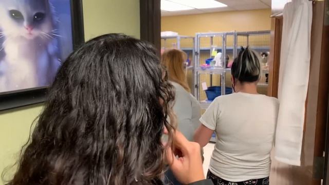 I ADOPTED A CAT (because i'm lonely) смотреть онлайн