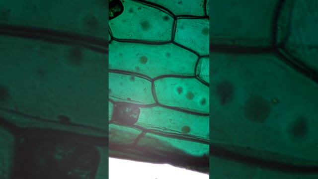 Почему от лука плачут. Лук под микроскопом. смотреть онлайн