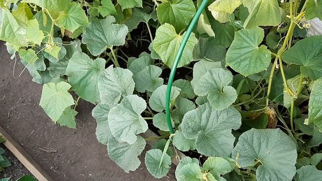 УРОЖАЙ СОБИРАЕМ ВЕДРАМИ))ГОВОРЮ ОТКРОВЕННО О РЕКЛАМЕ смотреть онлайн