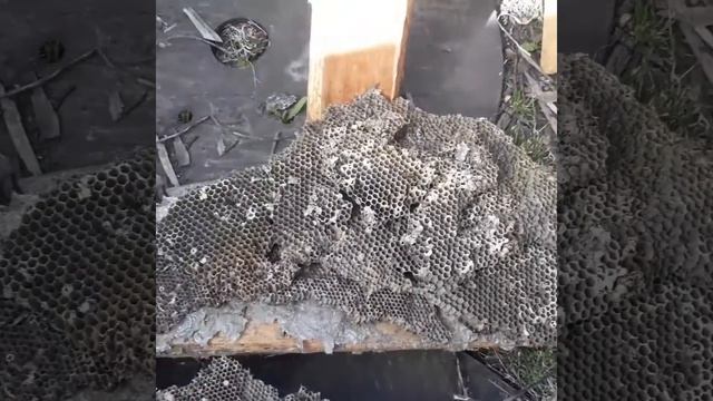 Сняли с чердака осинник, размеры впечатлили нас, никогда такого большого не видели смотреть онлайн