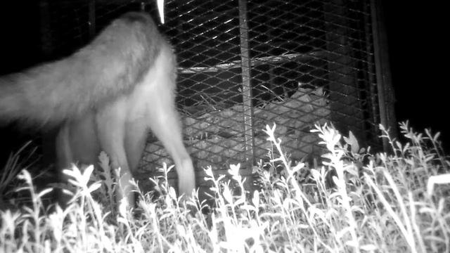 Вот где собака зарыт... :-) #съёмка камерой ночного виденья смотреть онлайн