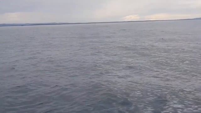 isaac brock goes whale watching смотреть онлайн
