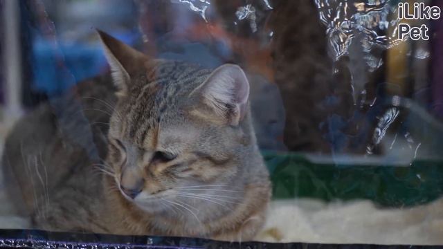 4 особенности кошачьего обоняния смотреть онлайн