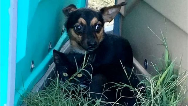 Маленький щенок кого то охранял, подойдя поближе люди не поверили глазам! смотреть онлайн