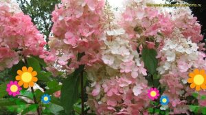 Гортензия метельчатая. Краткий обзор, описание характеристик hydrangea paniculata pink lady
