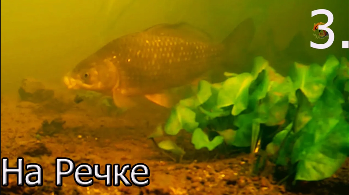 3. Рыбалка на речке на боковой кивок, насадка опарыш, Ловля плотвы, леща, подводная съёмка. Часть 3. смотреть онлайн
