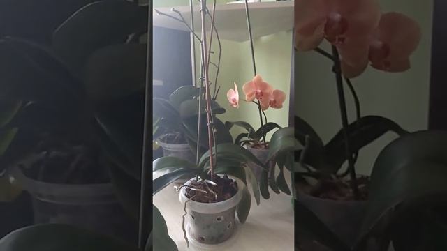 Как заставить орхидею фаленопсис цвести!! смотреть онлайн