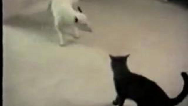 В одной квартре жили котёнок и щенок смотреть онлайн