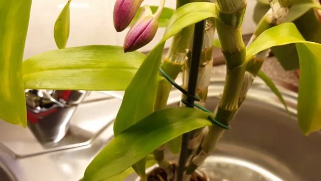 Дендробиум. Воюю с мучнистым червецом. смотреть онлайн