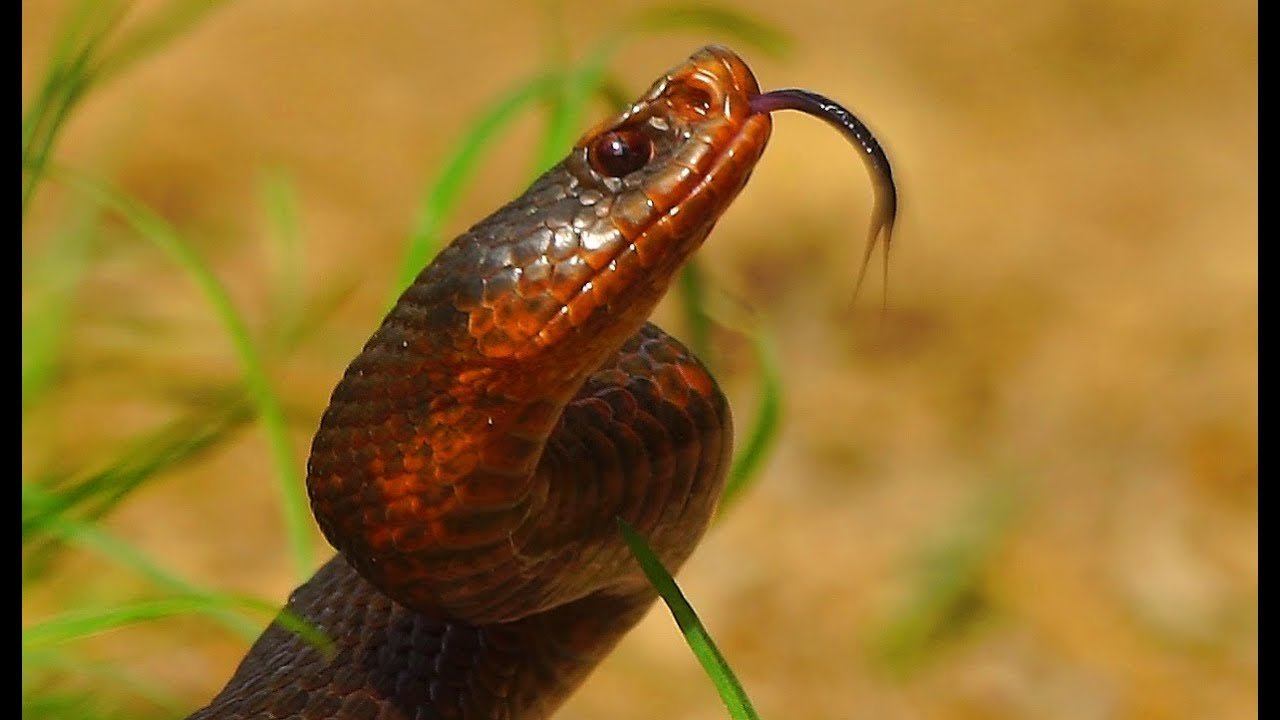 Гадюка (Vipera Berus)! Укус змеи?