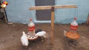 Кормушка поилка рычажные весы для кур несушек
