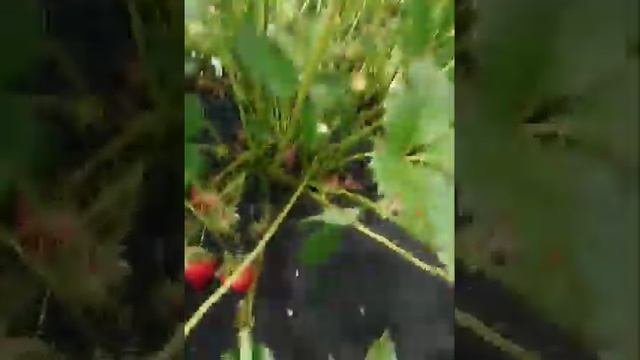Клубника вайбрант смотреть онлайн
