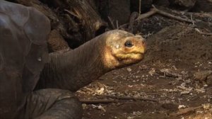 Животные Вымершие из за Человека / Топ 10