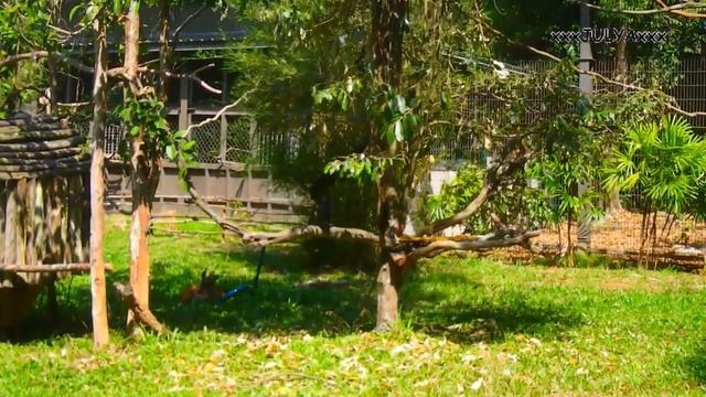 Vinpearl Safari Phu Quoc, Vietnam - Сафари Винпёрл Фукуок, Вьетнам смотреть онлайн