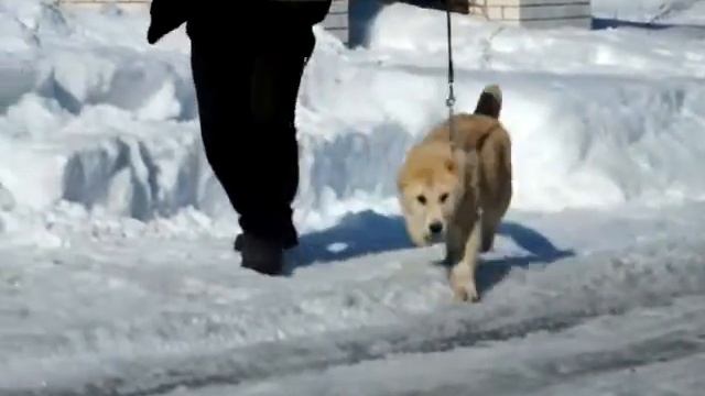 щенок алабая Аз Марал Шерден продажа 8-927-813-79-57 вайбер вацап смотреть онлайн